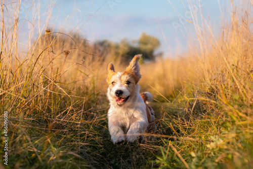 Jack Russell Terrier puppy running in a field on tall autumn grass