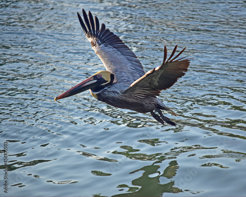A brown pelican takes off from a Florida beach.