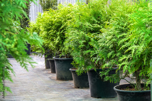 Garden shop. A row of pine, tuja and juniper in pots offered for sale.