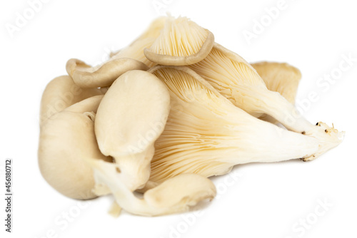 fresh oyster mushroom (Pleurotus ostreatus )
