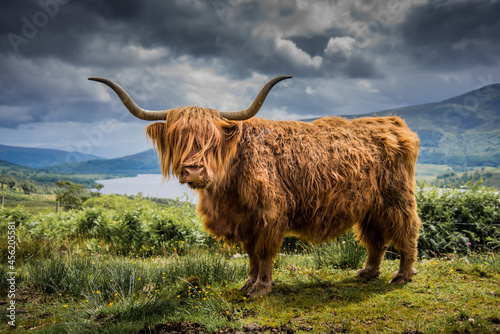 Highland Cow overlooking Loch Arkaig