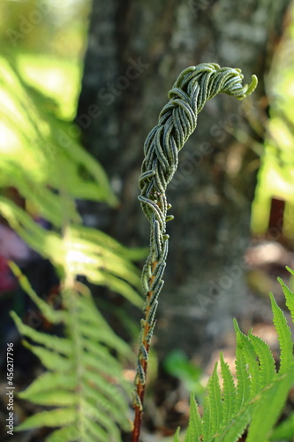 Zakręcony liść paproci. Curled fern leaf.