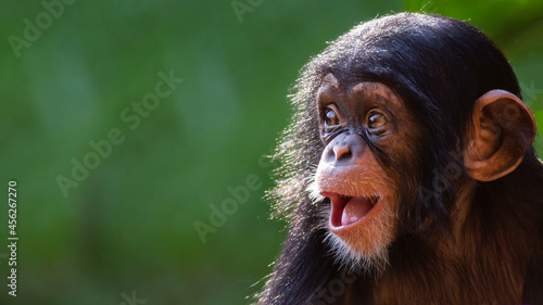 Close up portrait of a happy baby chimpanzee with a silly grin with room for text