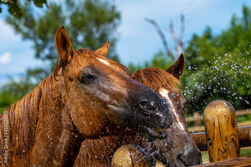 水浴びをする馬 シャワー 