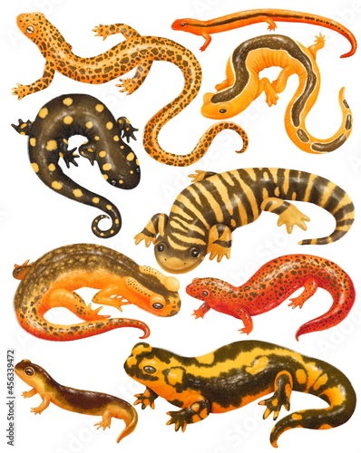 Set of Salamander creatures realistic watercolor hand painted