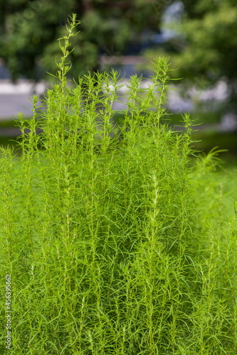 Grass tarragon closeup on green background in summer