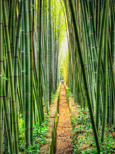 Bamboo forest (Bambouseraie de Prafrance), Anduze, Cévennes, France