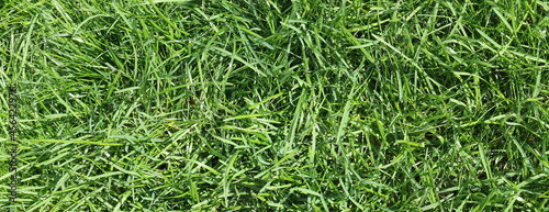 Natural green background. Dense field grass.