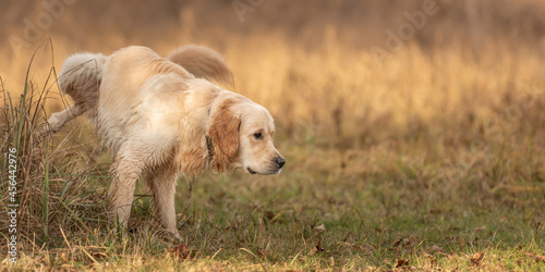 Retriever dog lifting his leg to pee outside in nature on a meadow in autumn