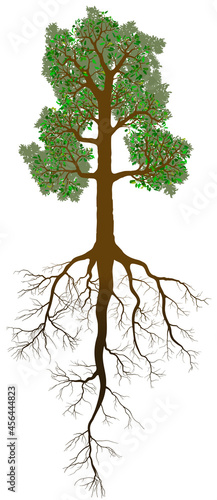 Detailed oak tree with leaves, trunk and root isolated on white background. Example of taproot system plant with stout main root and limited number of side-branching roots