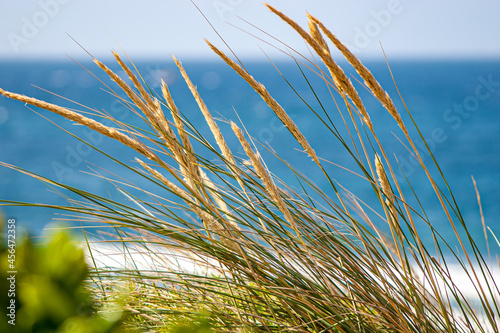 Coastal grasses grow in front of a crystal blue seascape