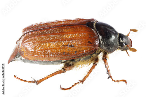 common cockchafer (Melolontha melolontha) from Rheinberg, Germany isolated on white background