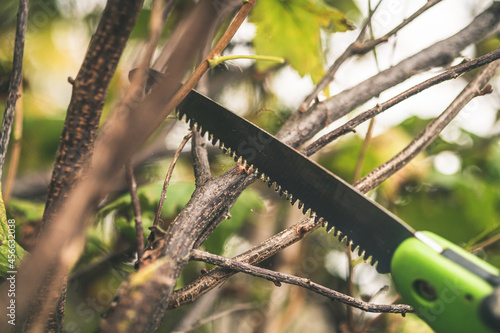 saw cutting tree. the gardener cuts the bush.