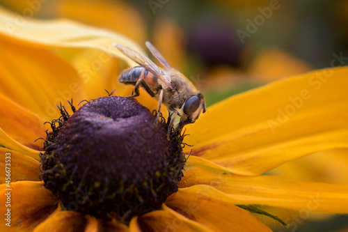 pszczoła zapylająca kwiaty