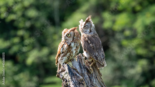 Cute eastern screech owls perched on wood in the green garden