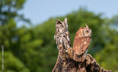 Cute eastern screech owls perched on wood in the green garden