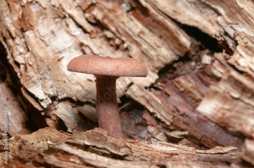 Tiny brown mushrooms on the stem bark