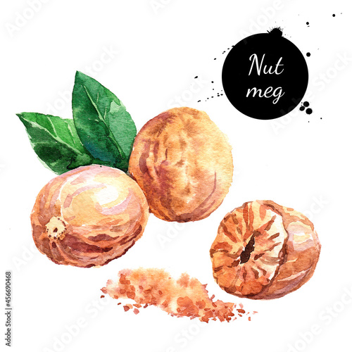 Hand drawn watercolor painting of nutmeg isolated on white background. Illustration of nut for your design