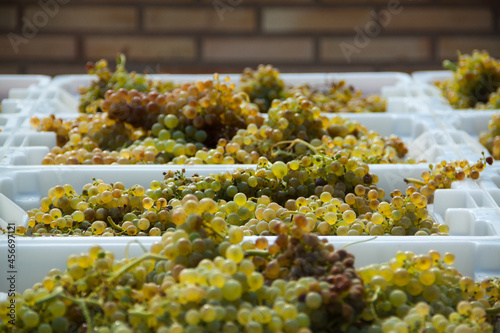 Racimos de uvas recién cortadas en la vendimia de Briones, La Rioja, España