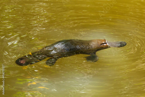 Platypus in the sunlight water of a creek in Qld Australia 