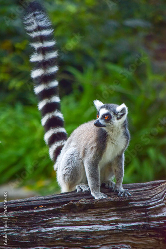 ring tailed lemur catta