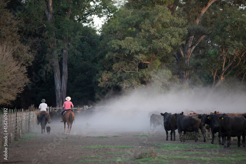 gauchos trabajando con ganado angus en campo