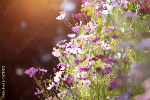 Field of colorful cosmos,pastel tone.