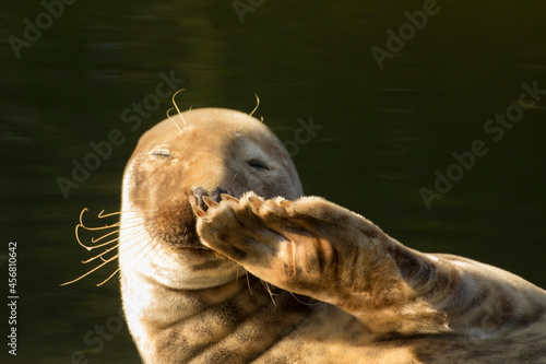 the seal lies down and salutes, and say hello, waving its fin