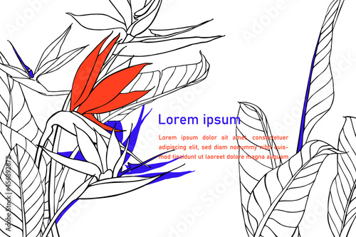 Banner with strelitzia flowers and leaves. Floral texture with bird of paradise or crane flower plant. Unique hand drawn background. Outline drawing of tropical plants.