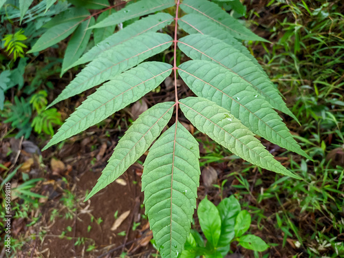 Surian tree leaves