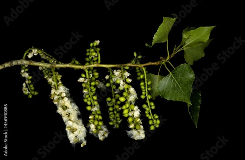 Populus nigra, the black poplar, is a species of cottonwood poplar, the type species of section Aigeiros of the genus Populus, native to Europe