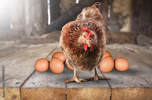 Brown chicken or hen with collection of fresh eggs