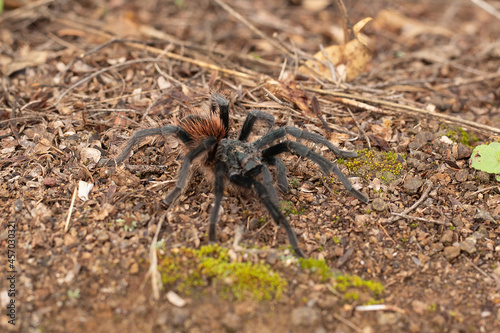 tarantula on the ground