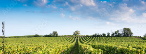 landscape near saumur in Parc naturel régional Loire-Anjou-Touraine with vineyards