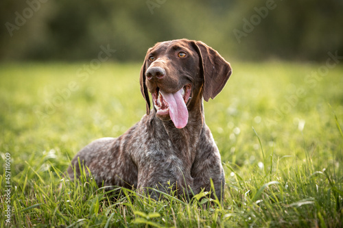 Cute German smooth-haired pointer rests in the green grass. High quality photo