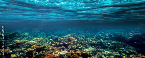 a Underwater coral reef on the red sea