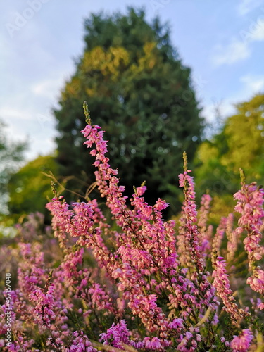 Naturschutzgebiet Lüneburger Heide