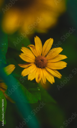 Zółty kwiatuszek