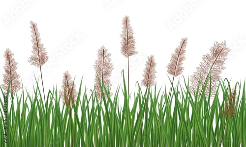 Realistic reeds isolated on white background. Marsh grass elements for your illustration.