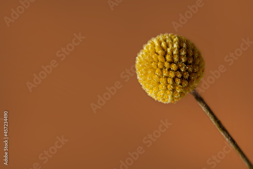 A single yellow craspedia flower on brown background with copy space . The craspedia is in the daisy family commonly known as billy buttons, woollyheads, and also sunny balls.