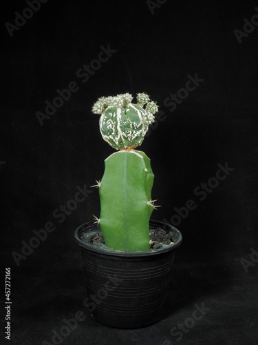 Close-up Astrophytum Myriostigma Cv. Hakoon Fukuryu cactus grafted on Hylocereus undatus pole in flowerpot on black background.