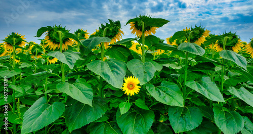 Individuality symbol and independent thinker concept and new leadership concept or individuality as a group of sunflowers on a field with one individual sunflower in the opposite direction