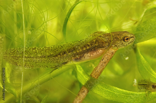 Closeup on an aquatic larval Carpathian newt, Lissotriton montandoni