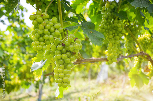 White wine: Vine with grapes just before harvest, Sauvignon Blanc grapevine in an old vineyard near a winery