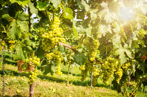 White wine: Vine with grapes just before harvest, Sauvignon Blanc grapevine in an old vineyard near a winery