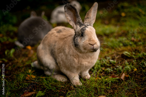 Orange rabbit posing in garden
