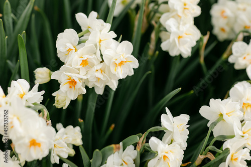 White and yellow bunches of daffodils in idyllic garden bed