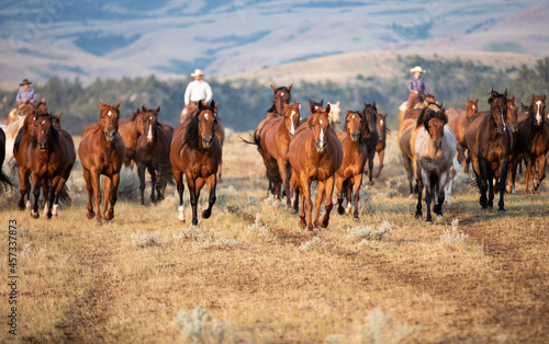 Horse herd in Montana being rounded up and brought in cavy for work in the Mountains by the wranglers.