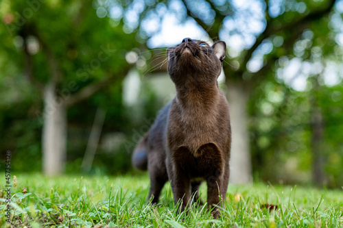 Funny burmese cat playing outdoors. Happy cat looking up while walking in the garden. Full length view. Animals concept