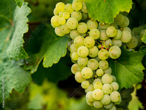 Close-up of ripe green Riesling wine grapes with leaves in the Rheingau.